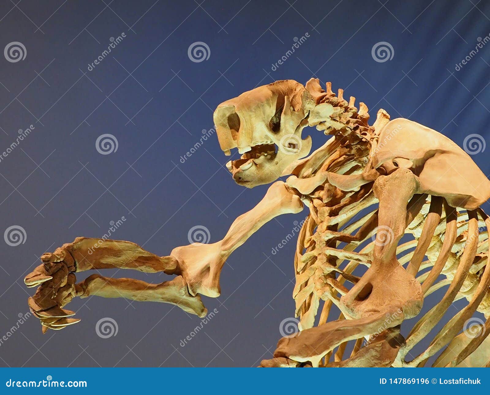 Fossil Model of a Jefferson`s Ground Sloth Skeleton Editorial Photo ...
