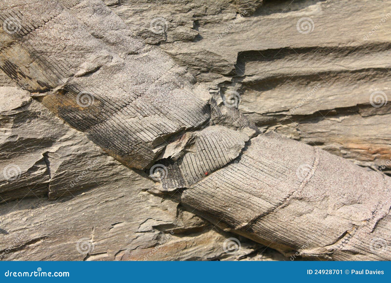 Fossil Plant Stem stock image. Image of geological, plant - 24928701