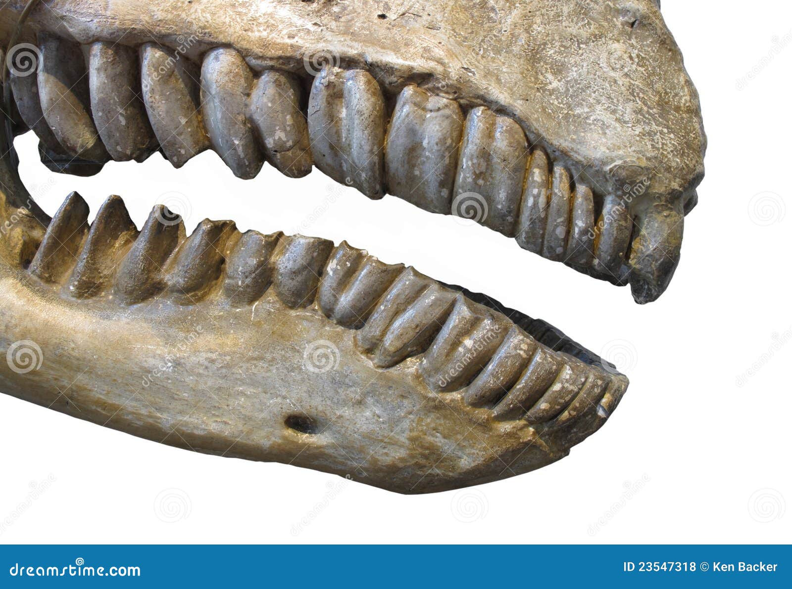 fossil teeth and jaw of mammal 
