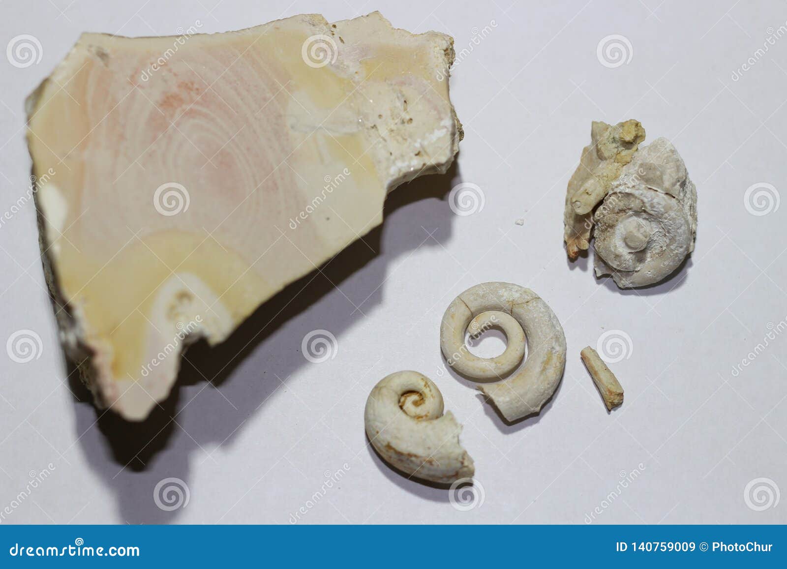 Fossil von Gastropoden auf Weißbuch