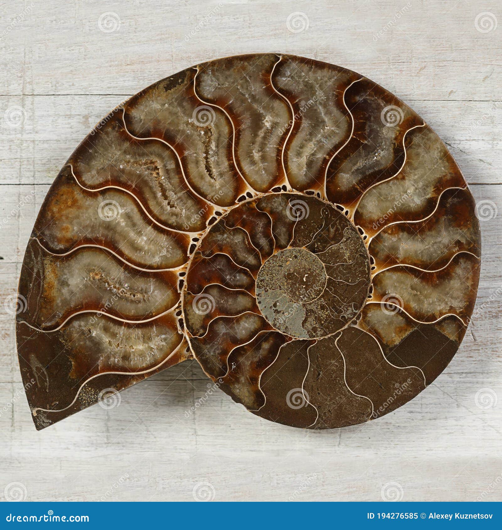fossilized ammonite - ancient mollusc of the order cephalopods