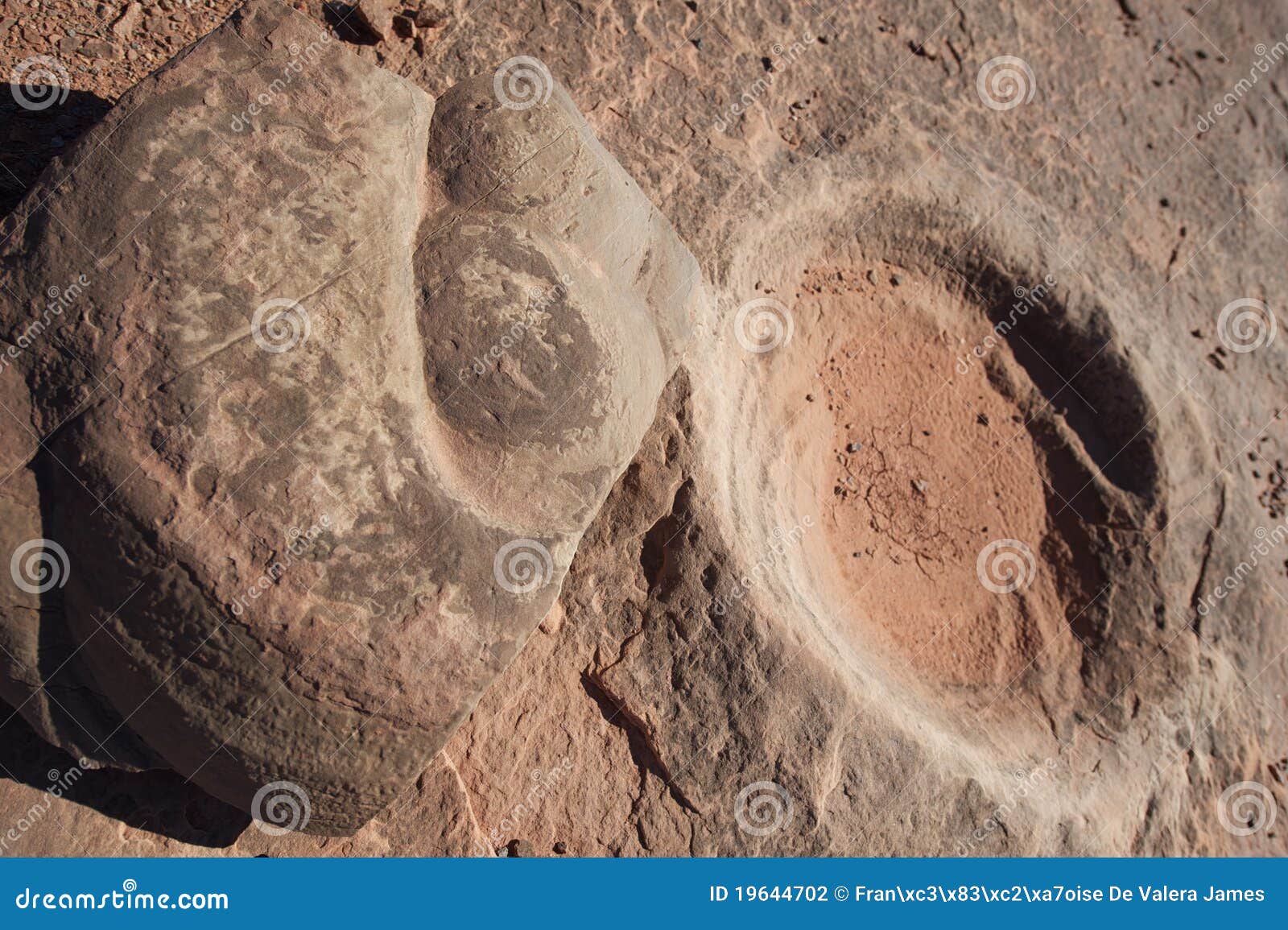 Fossilized Dinosaur Dung fossilized-dinosaur-dung