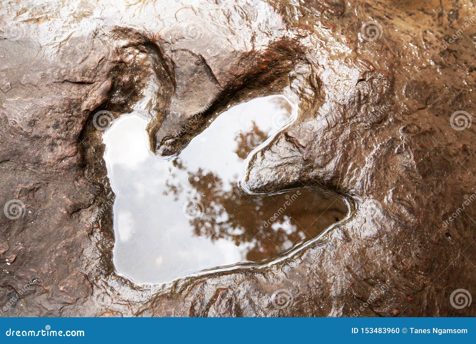 fossil footprints dinosaurs