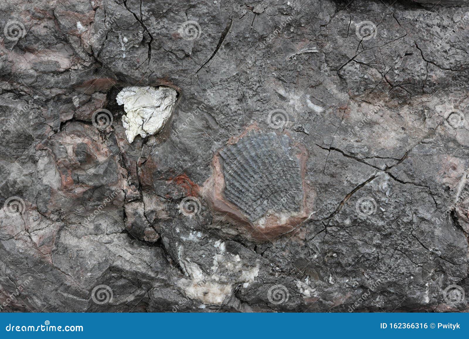 fossilized sea shell imprint in the rock.