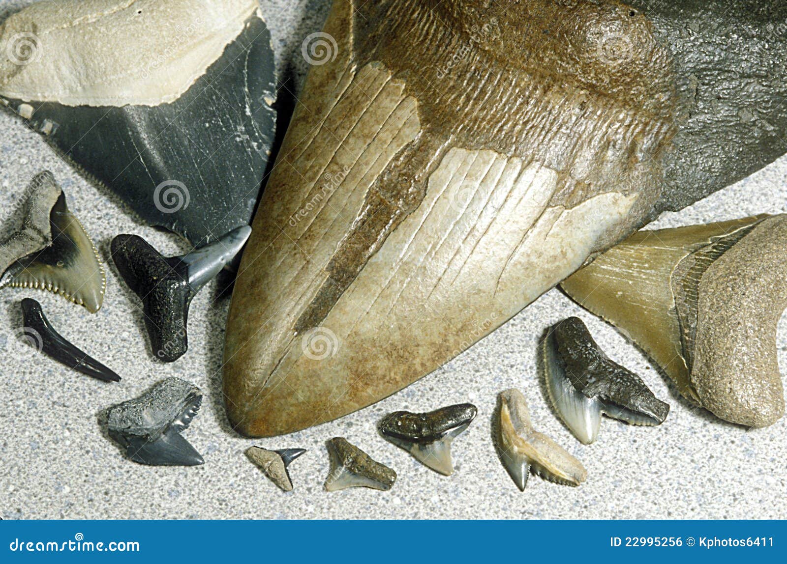 fossilized shark teeth