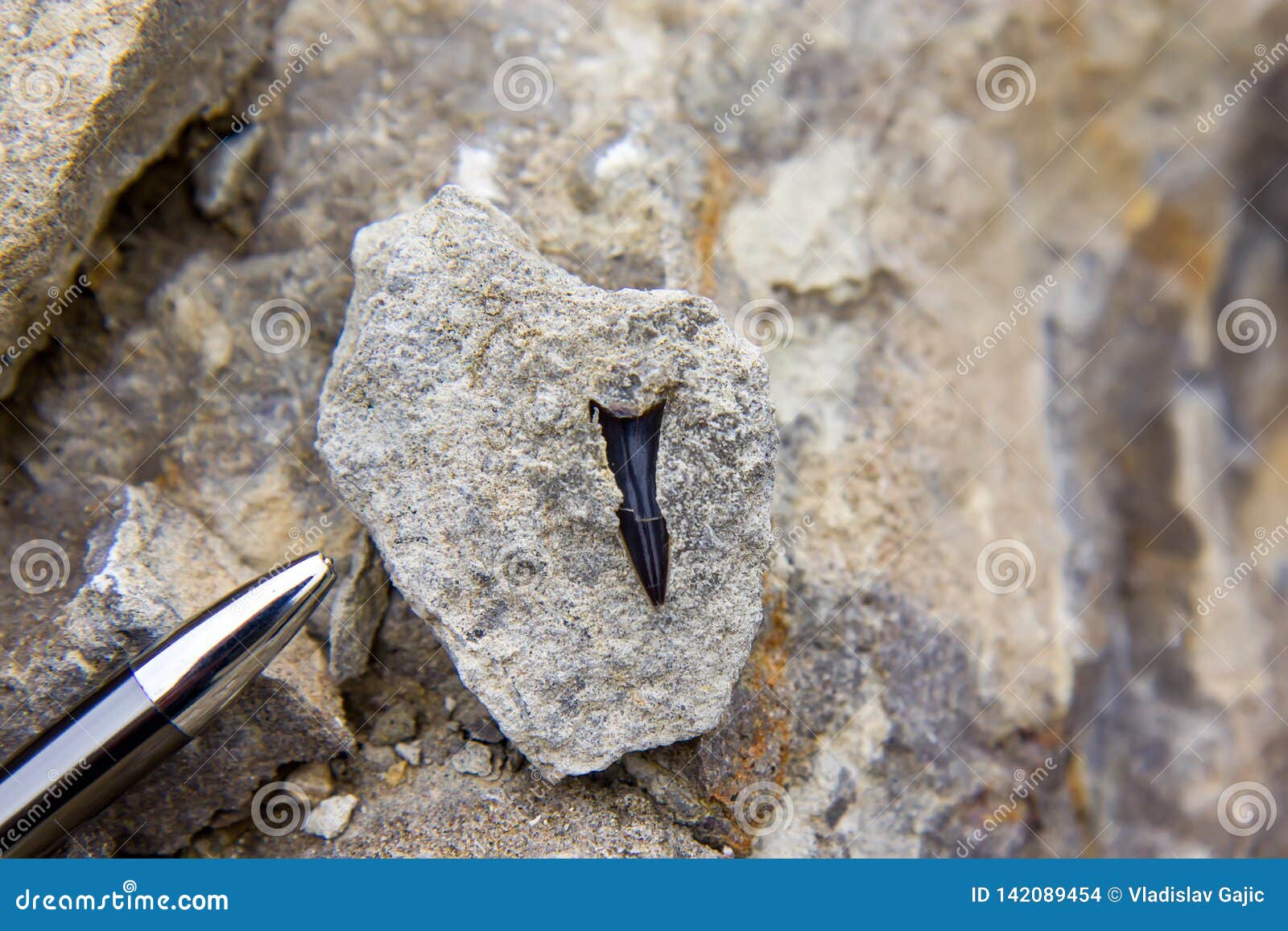 fossilized shark teeth in the sediments