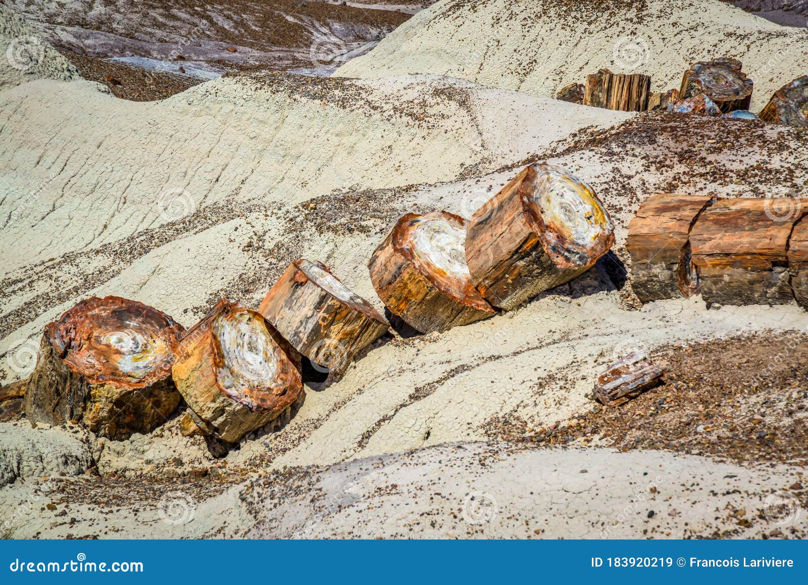 fossilized tree trunk petrified forest national park arizona usa