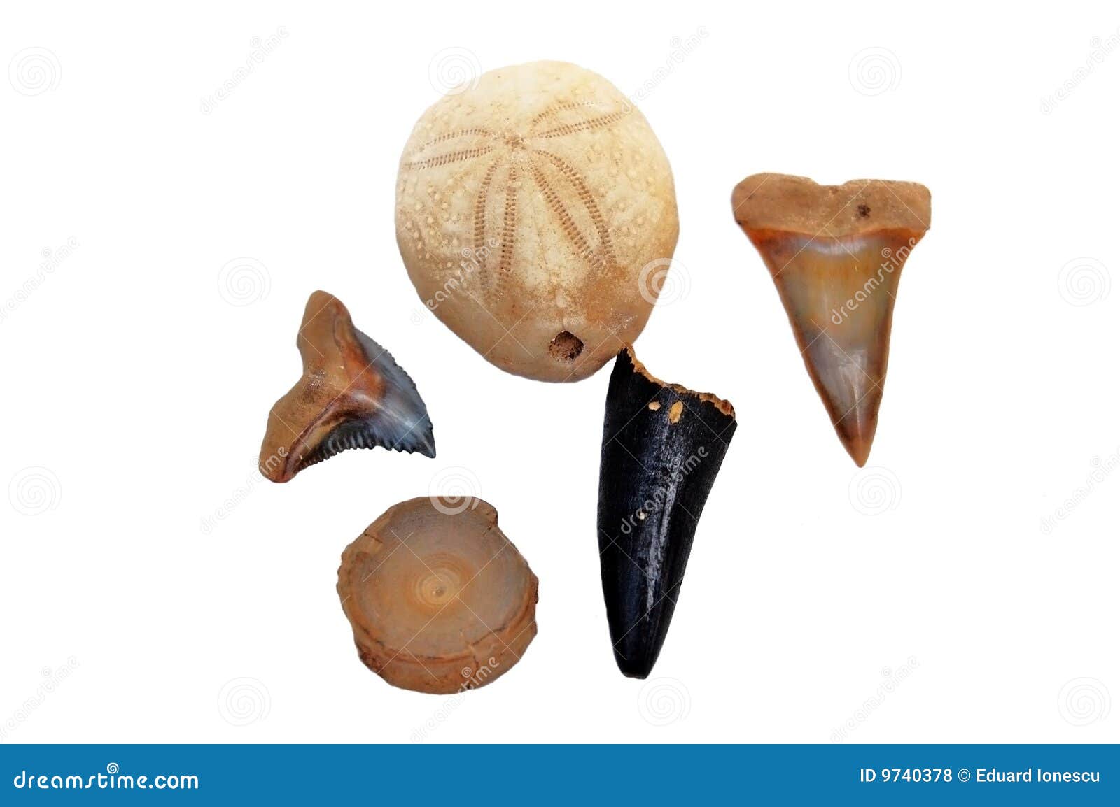 Fossils Stock Photography | CartoonDealer.com #9740378