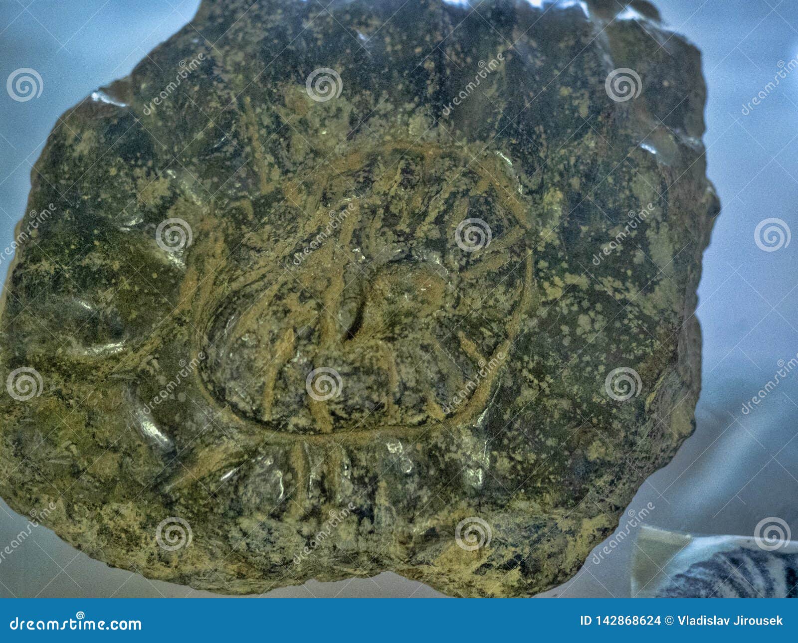 Fossils from El Lima, Salvador Stock Photo Image of history, extinct 142868624