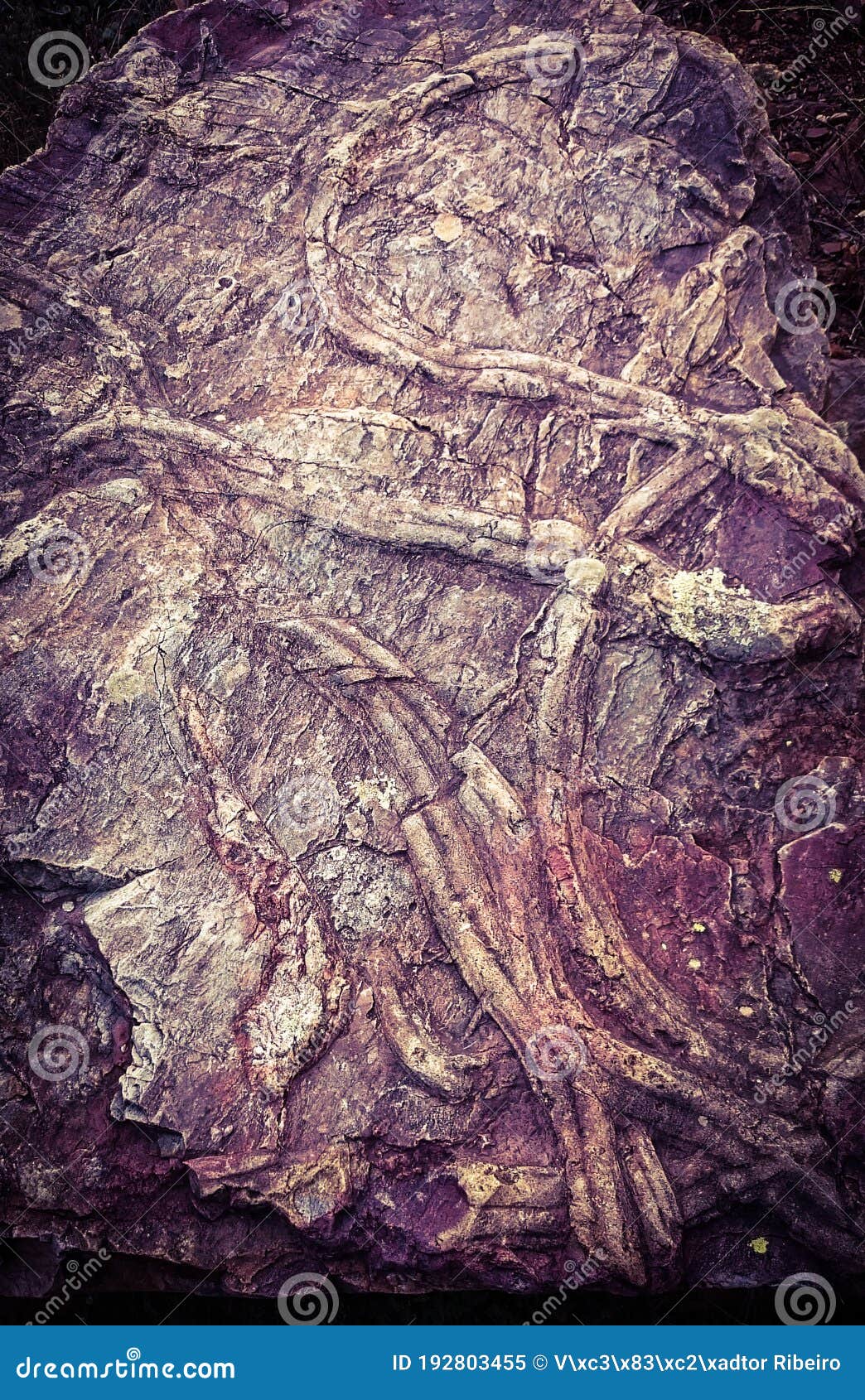 fossils in penha garcia