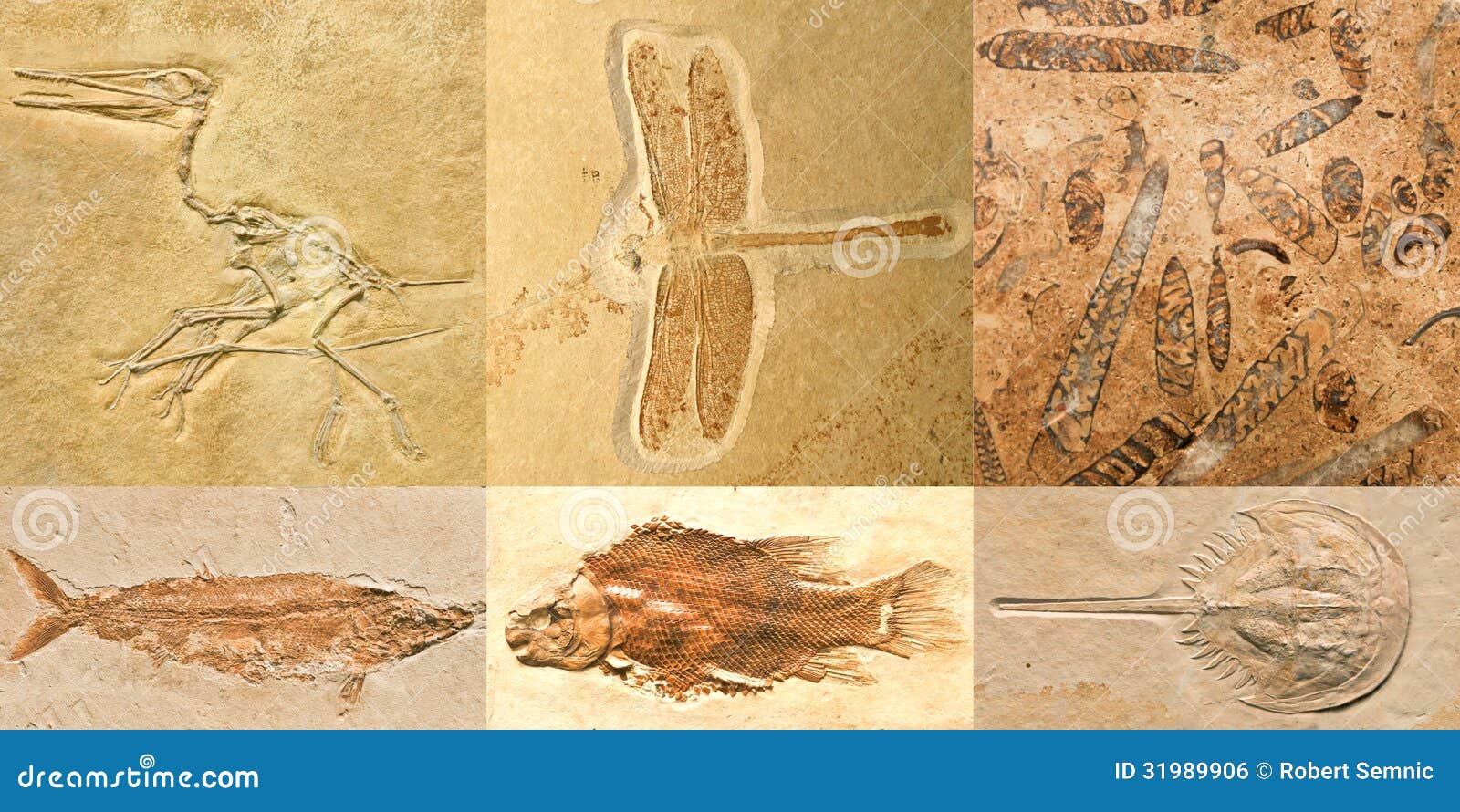 plant and animal fossils