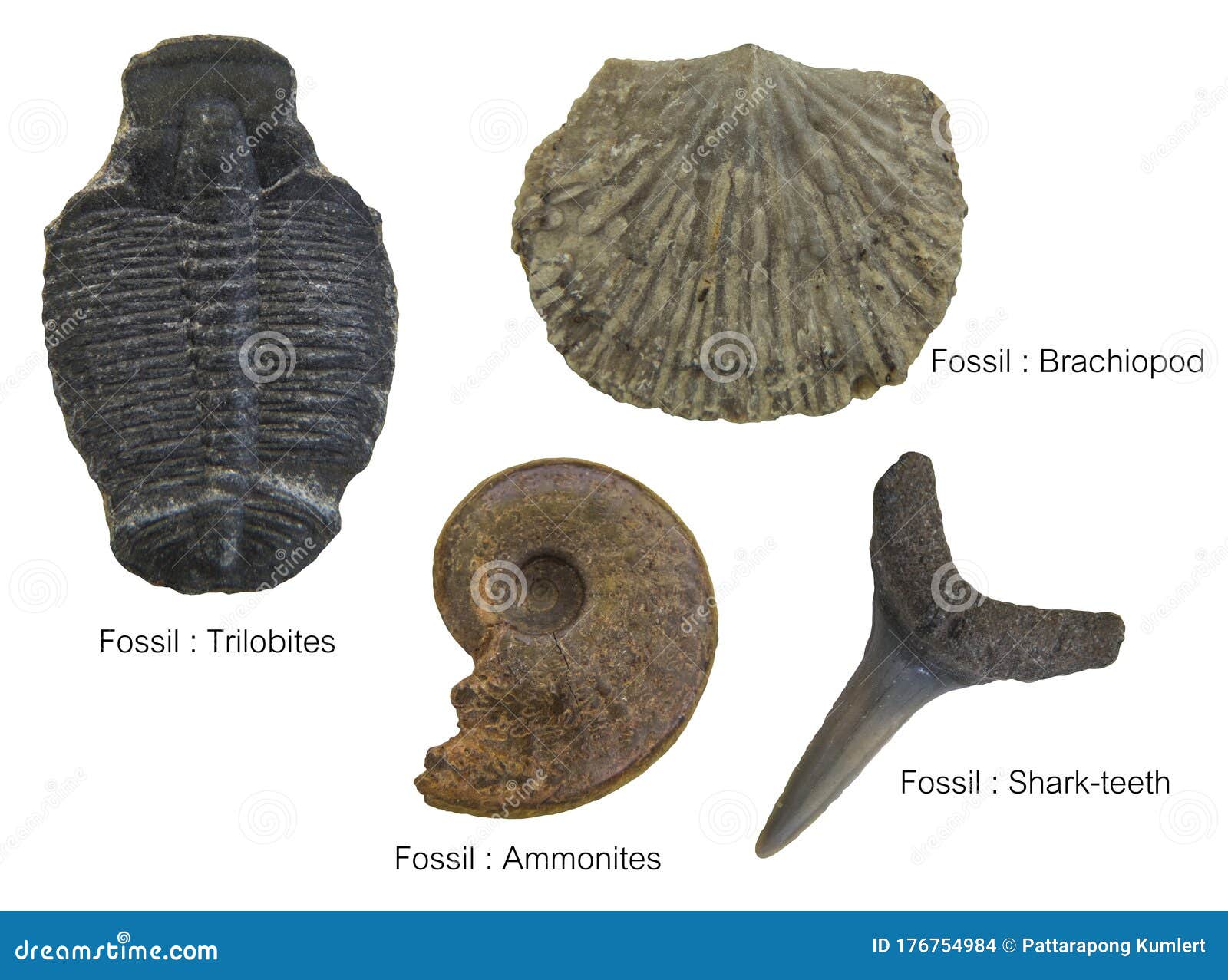 fossils specimens, four fossils specimens
