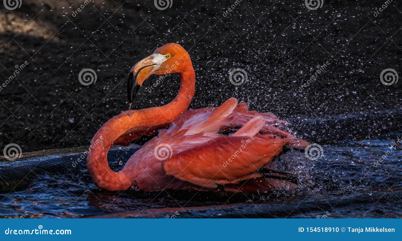 Flamingo taking bath stock photo. Image of nature, flamingo 154518910