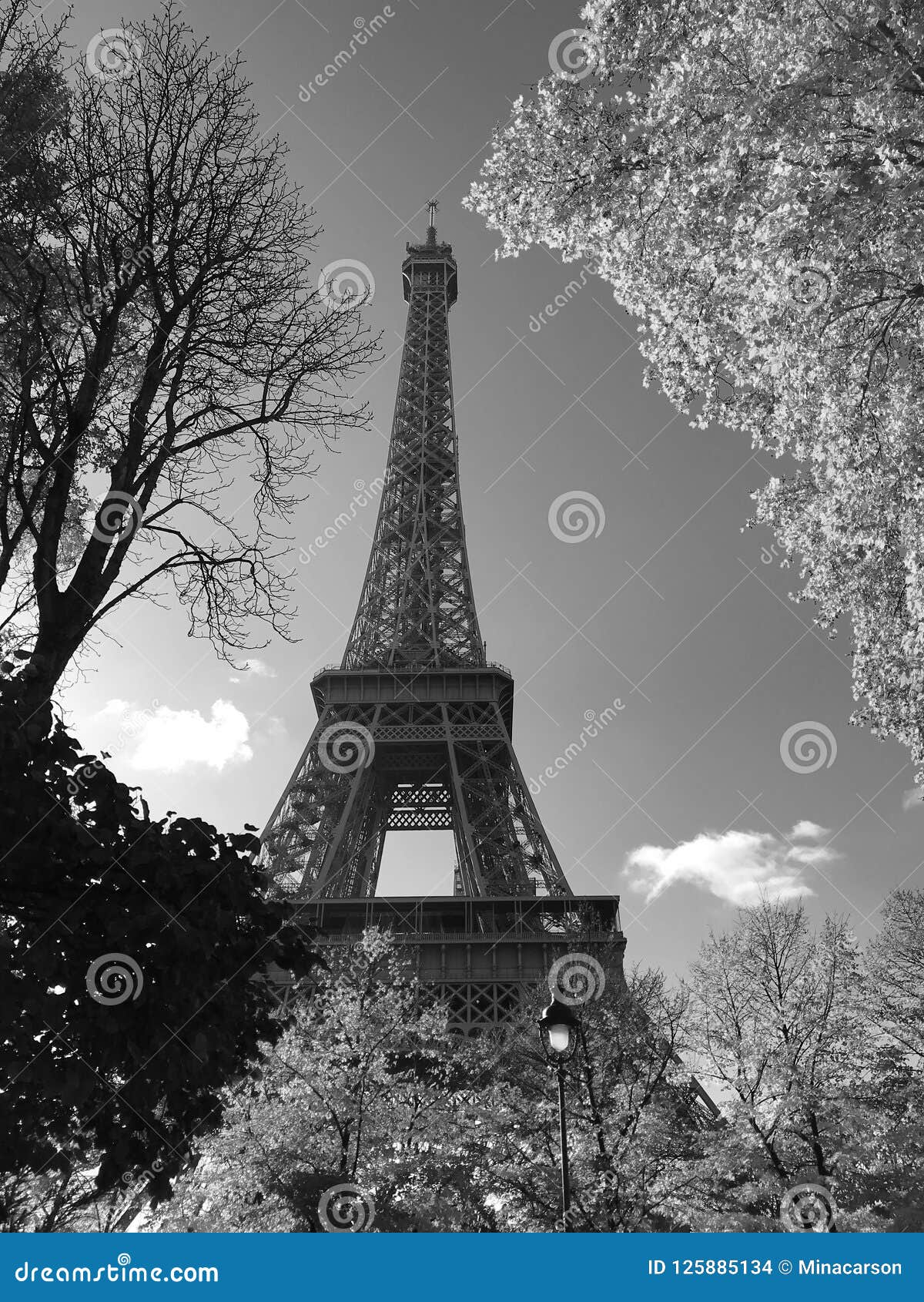 Foto In Bianco E Nero Della Torre Eiffel In Autunno Parigi Francia Fotografia Stock Immagine Di Fogliame Nero