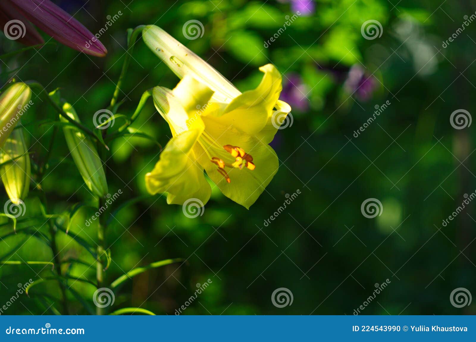 Foto Da Flor Amarela De Lírio No Jardim. Imagem Colorida Do Campo Foto de  Stock - Imagem de fundo, floral: 224543990