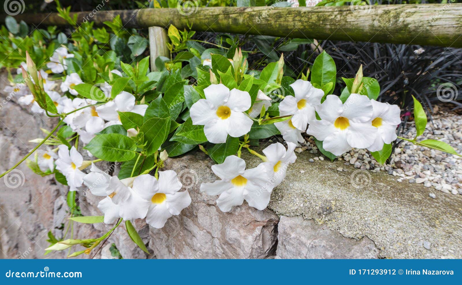 Foto Da Paisagem Da Flor Exótica Tropical De Dipladenia Branca Ou  Mandevilla No Hábitat Natural. Dipladenia No Design Da Paisagem. Foto de  Stock - Imagem de jardim, selva: 171293912