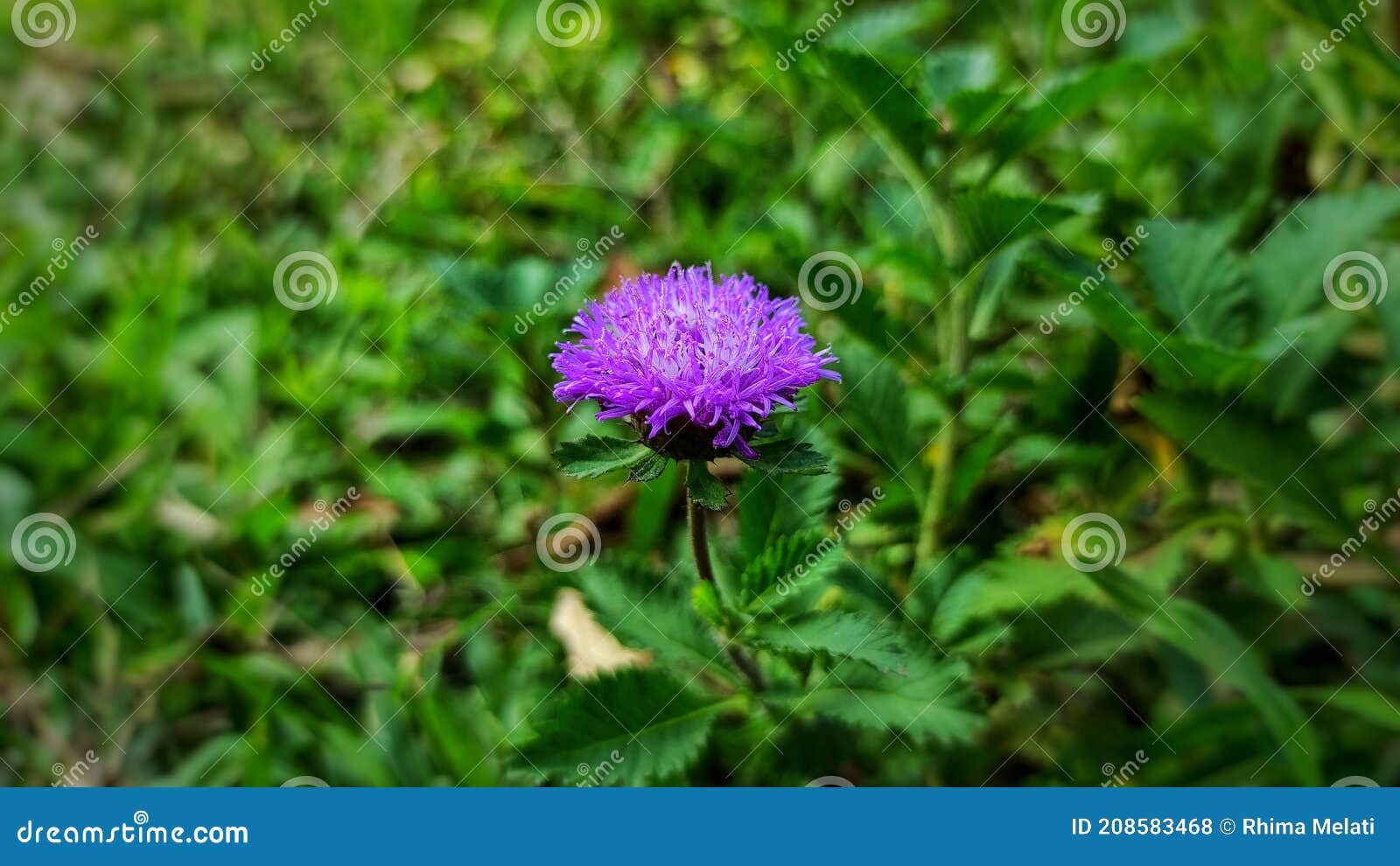 Foto De Cuadro Completo De Flores Silvestres Púrpura Foto de archivo - Imagen de esto, bueno: 208583468 Foto De Cuadro Completo De Flores Silvestres Púrpura Foto de archivo - Imagen de esto, bueno: 208583468
