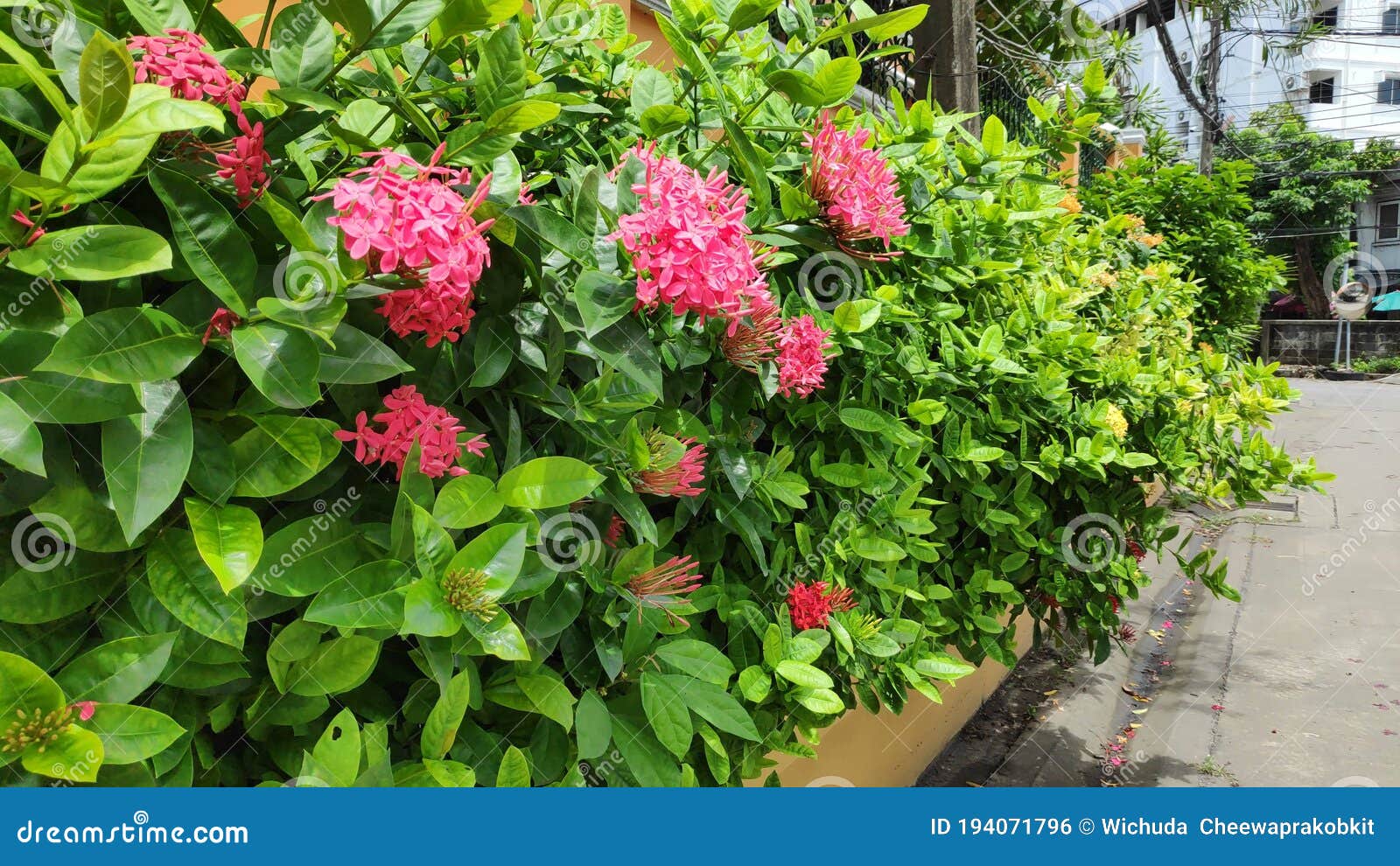 Foto De Estoque Cor-de-rosa E Amarelo Ixora Flor Coccinea Em Um Jardim Por  Cerca. Foto de Stock - Imagem de jardim, bonito: 194071796