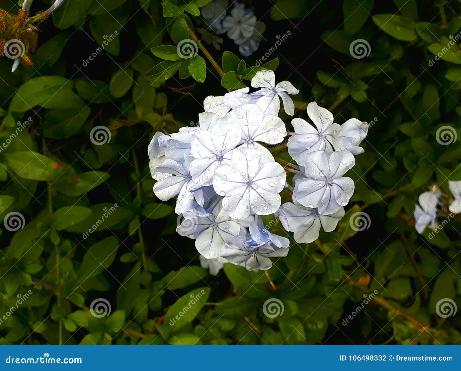 foto hd de flor blanco marfil natural hd photo of natural white flower