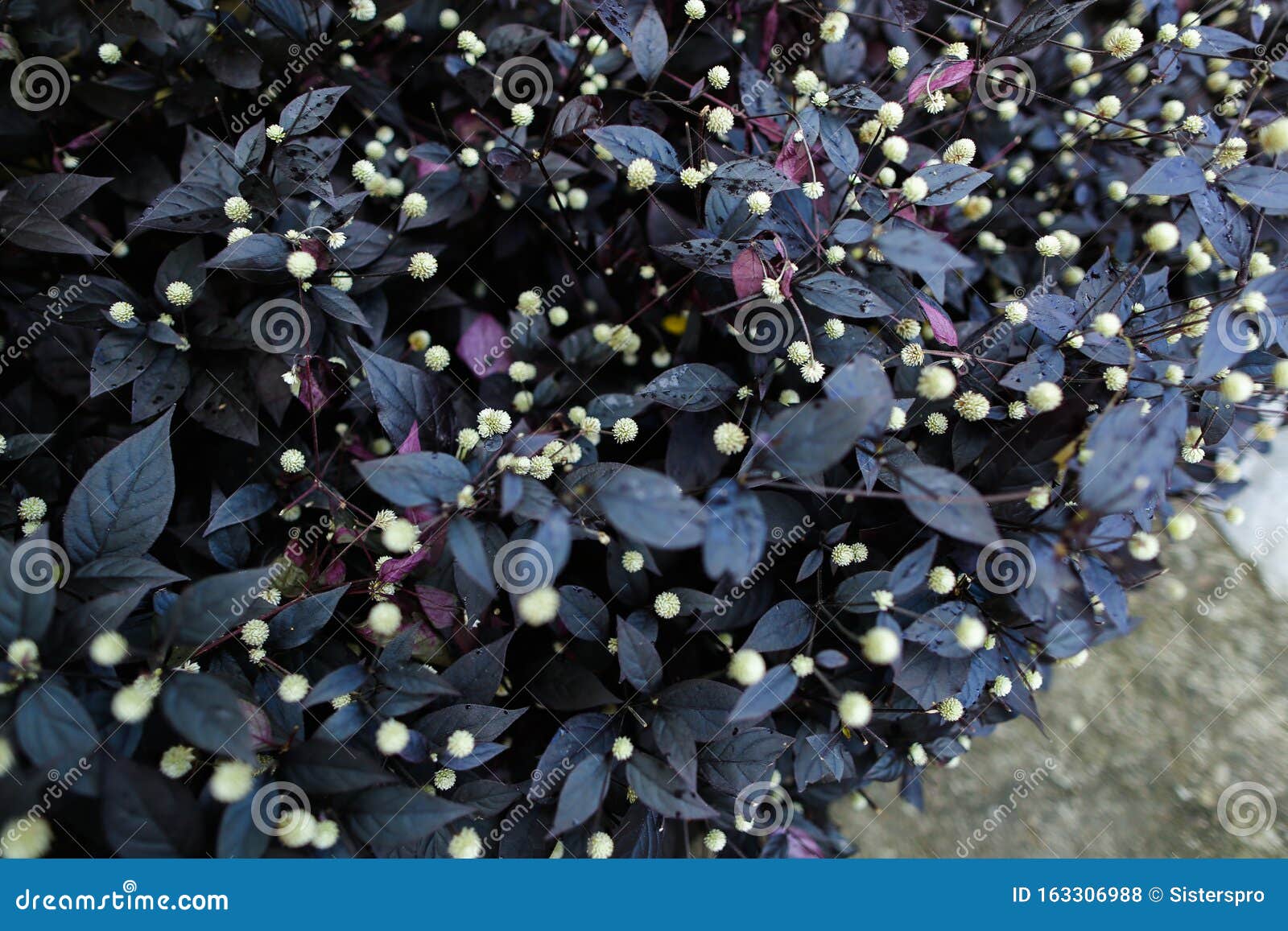Foto De Fondo De Una Planta Con Hojas Moradas Y Flores Blancas Foto de archivo - Imagen de follaje, hermoso: 163306988 Foto De Fondo De Una Planta Con Hojas Moradas Y Flores Blancas Foto de archivo - Imagen de follaje, hermoso: 163306988