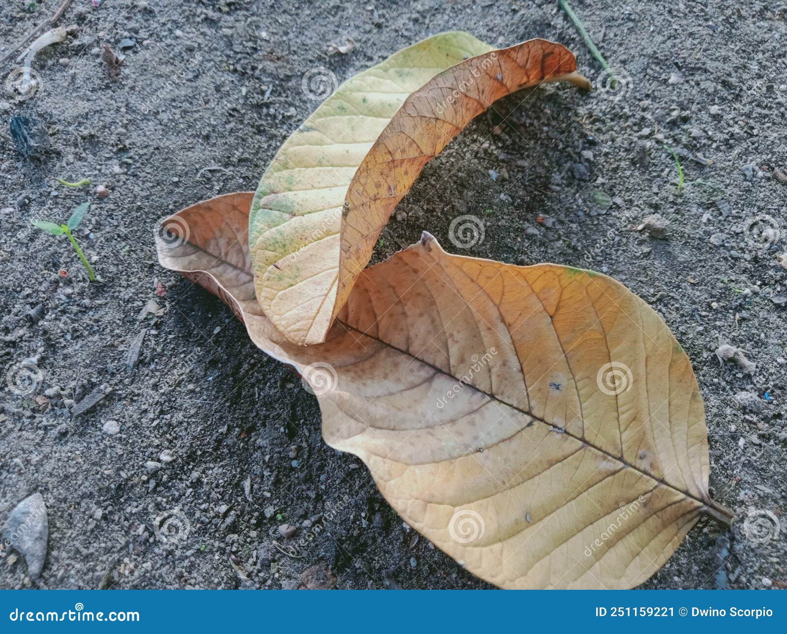 Foto De Hojas De Guayaba Secas Imagen de archivo Imagen de foto