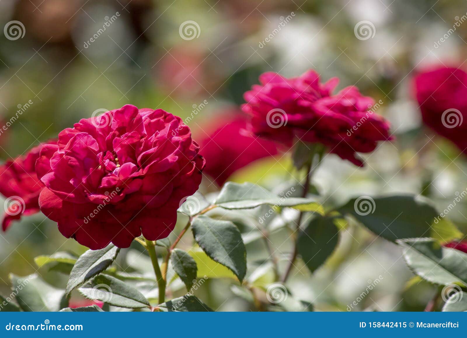 Foto De Inicio De Una Flor Roja HÃbrida Perpetua Imagen de archivo - Imagen  de pétalo, saludo: 158442415