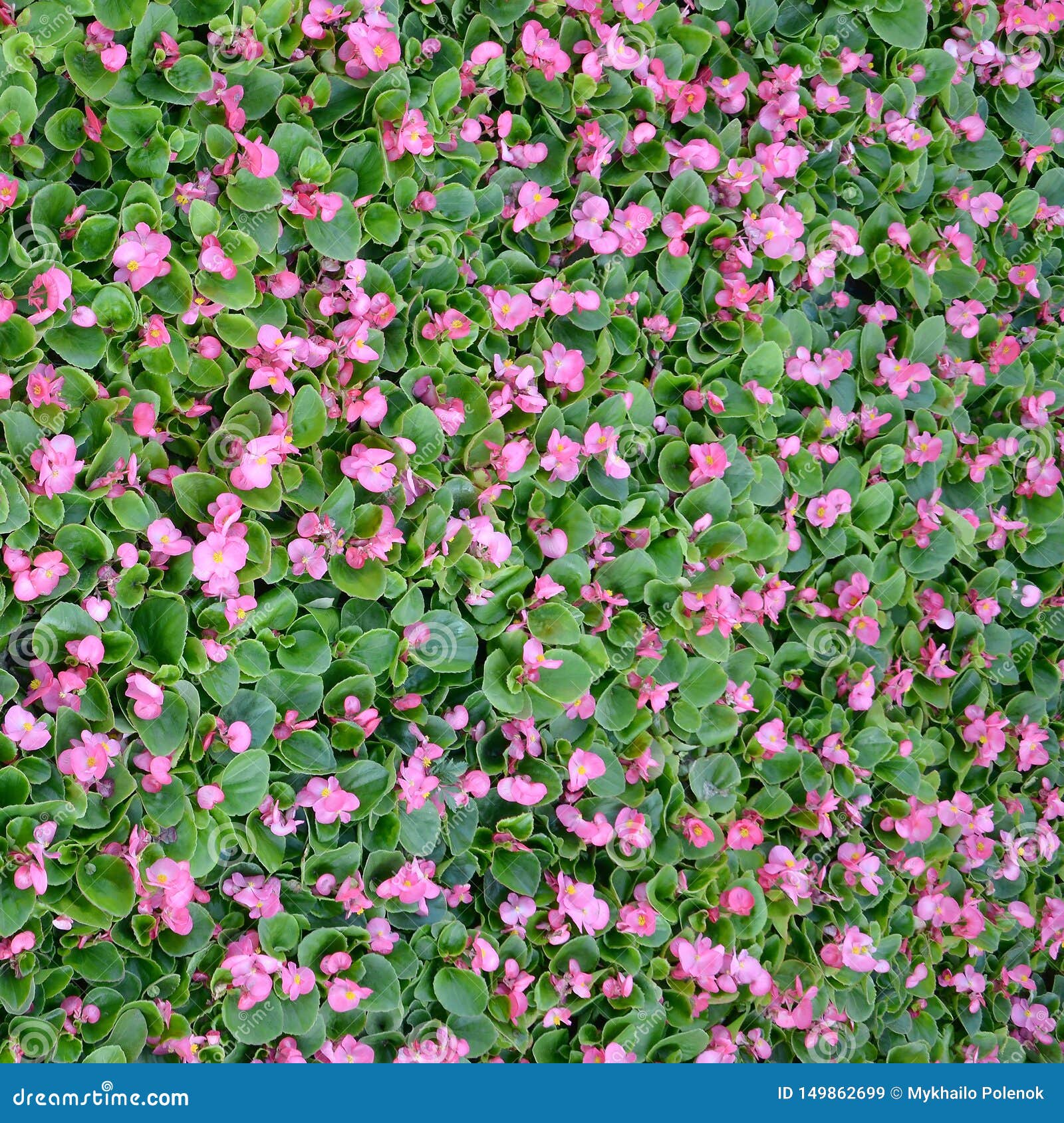 Foto De Portada Del Estampado De Flores Rosado De Las Flores De La Begonia  Imagen de archivo - Imagen de hermoso, decorativo: 149862699