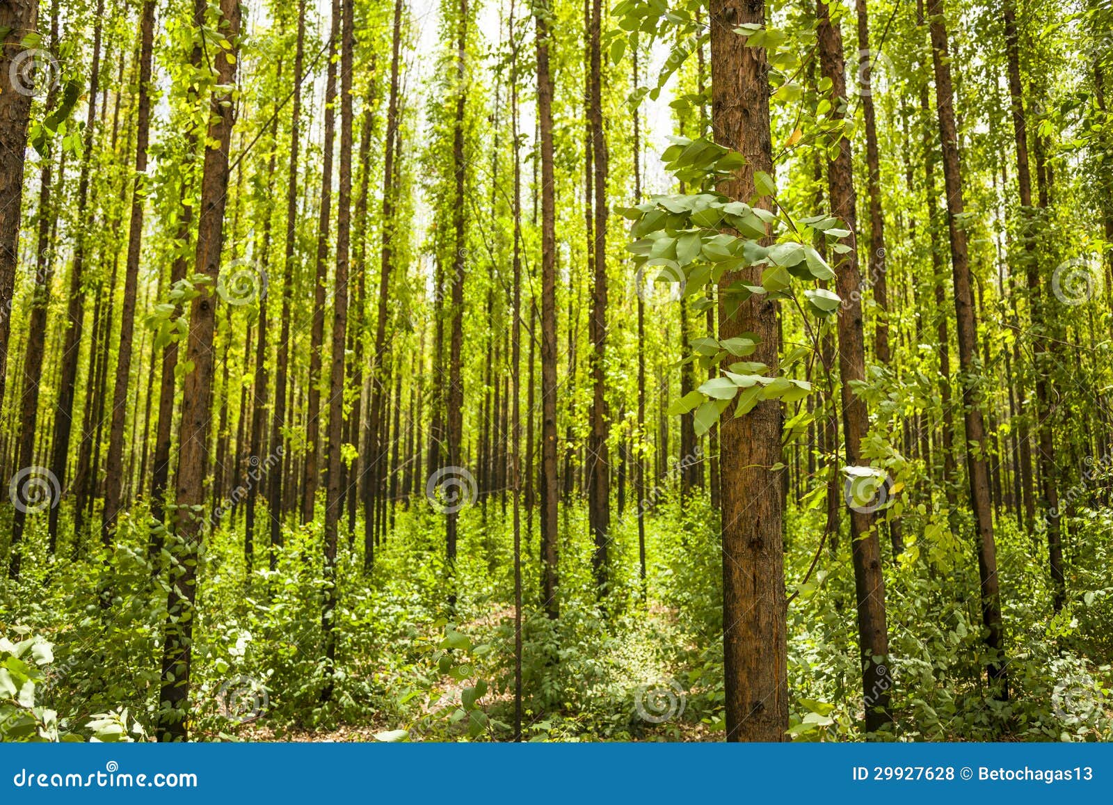 Bosque del eucalipto foto de archivo. Imagen de crecimiento 29927628