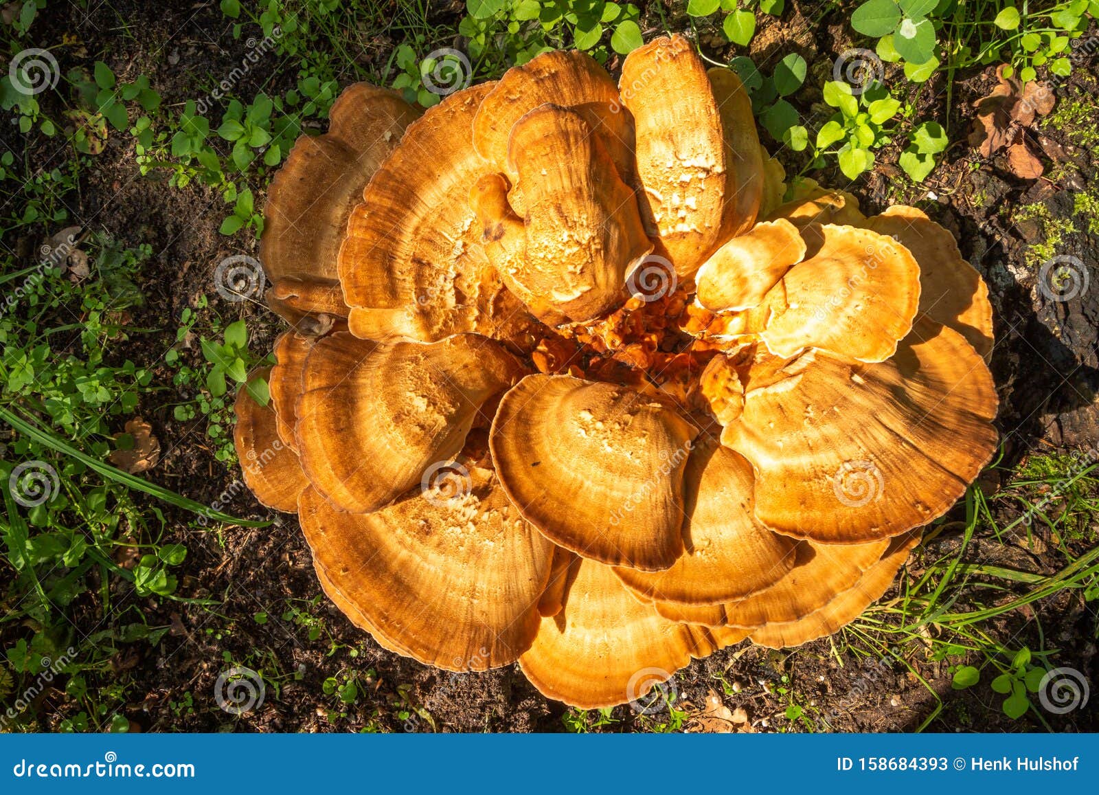 Foto De Una Collibia Butyracea O Butter Ra A Los Champia Ones Bling Imagen De Archivo Imagen De Foto Champinones
