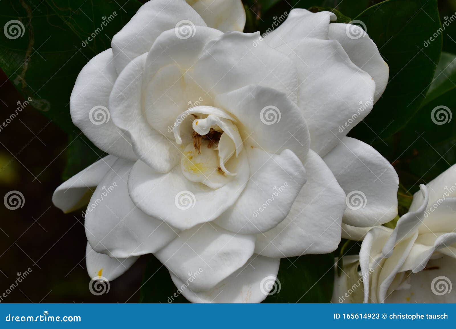 Foto De Una Flor De Gardenia Un Género De Plantas Florecientes En La Familia Del Café Imagen de archivo - Imagen de género, humedad: 165614923 Foto De Una Flor De Gardenia Un Género De Plantas Florecientes En La Familia Del Café Imagen de archivo - Imagen de género, humedad: 165614923