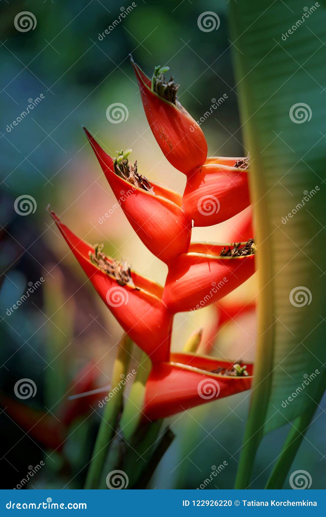 326 Flores Rojas Exóticas Fotos de stock - Fotos libres de regalías de  Dreamstime