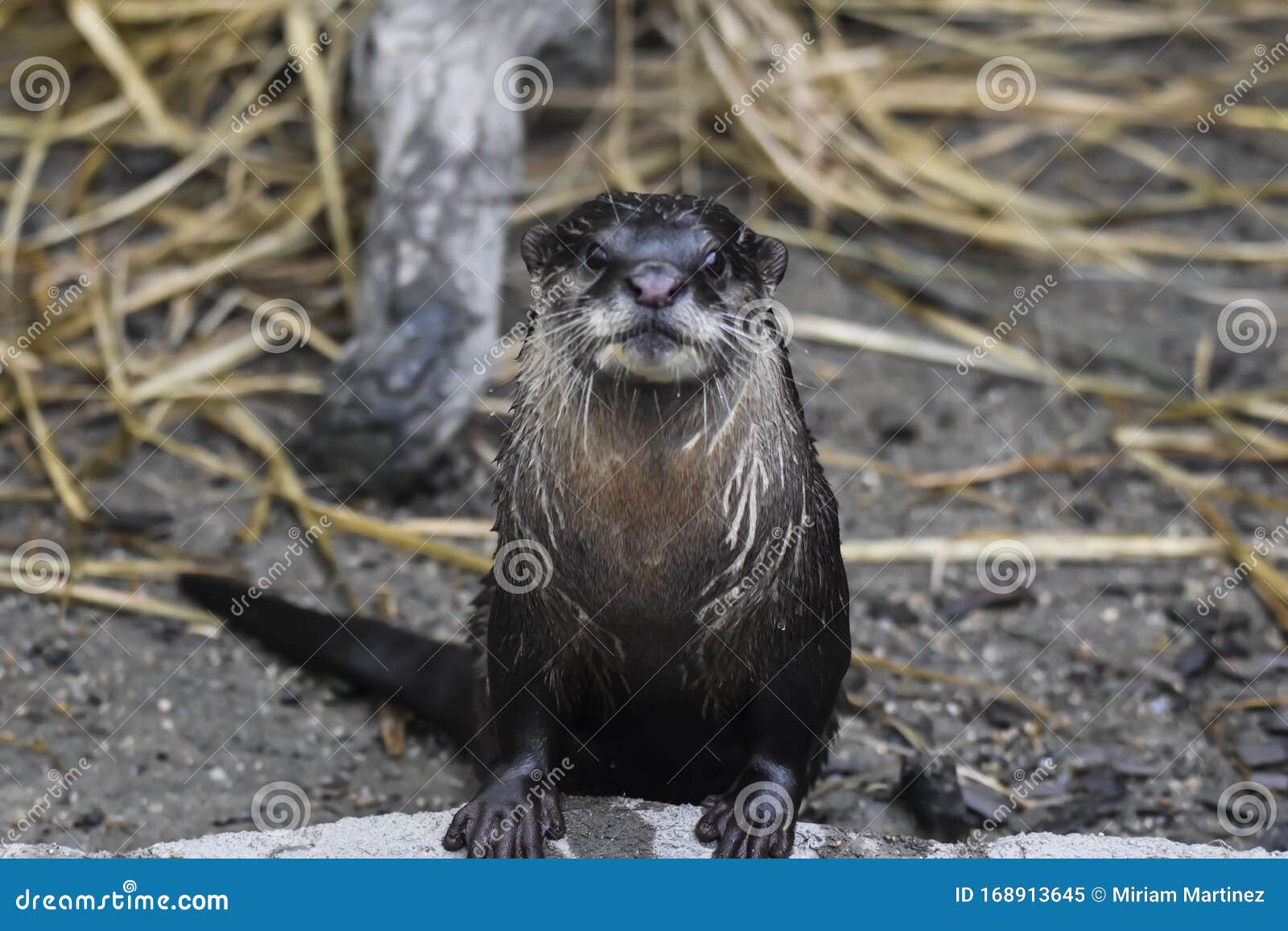 retrato de una nutria observando la camÃÂ¡ra.