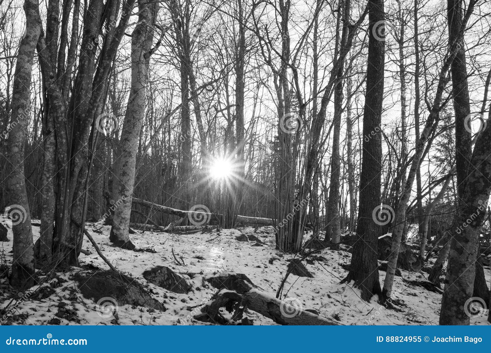 Foto Del Paesaggio E Della Natura In Bianco E Nero Immagine Stock Immagine Di Arte Monocromatico 4955