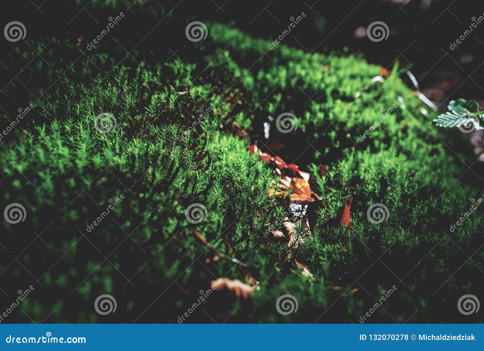 Foto del prato verde muscoso nella foresta di autunno con luce solare,