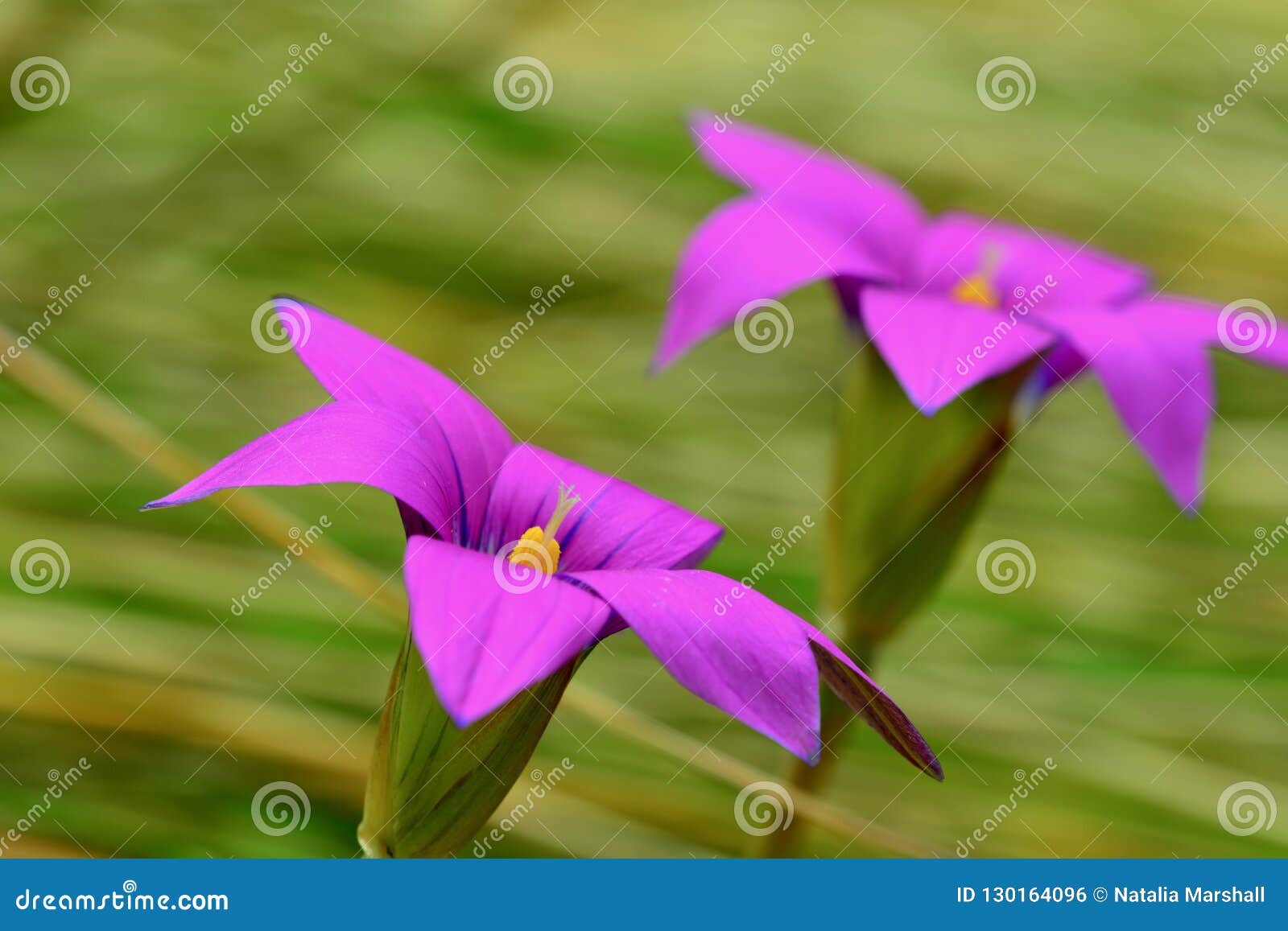 Foto Del Primer De Flores Púrpuras Hermosas En Fondo Verde Suave; Efecto Del Movimiento; Colores Brillantes Y Luz Suave Foto de archivo - Imagen de macro, floraciones: 130164096 Foto Del Primer De Flores Púrpuras Hermosas En Fondo Verde Suave; Efecto Del Movimiento; Colores Brillantes Y Luz Suave Foto de archivo - Imagen de macro, floraciones: 130164096