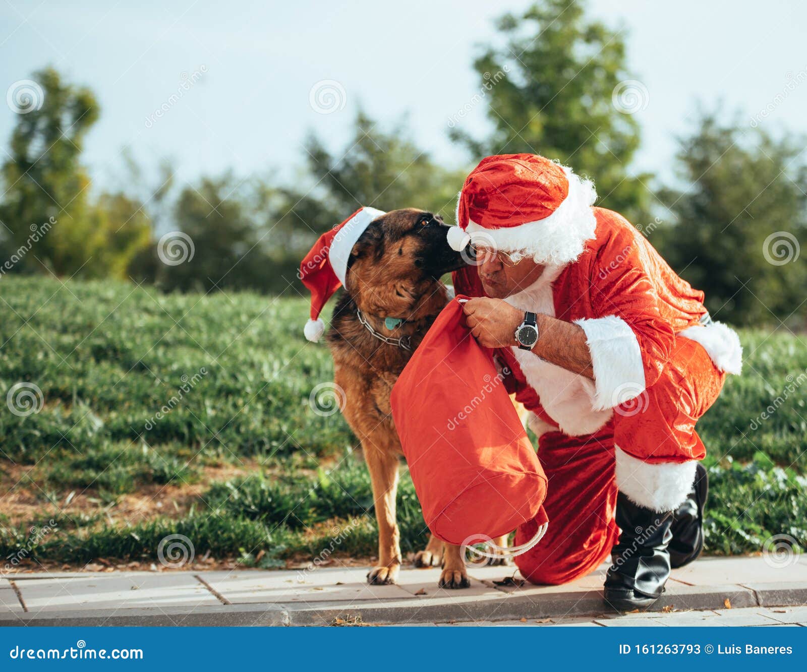 Babbo Natale Tedesco.Foto Di Babbo Natale Senza Barba Che Gioca Con Un Pastore Tedesco Che Lo Sta Tirando Fuori Dalla Borsa Regalo Ora Di Natale Immagine Stock Immagine Di Cappello Celebrazione 161263793