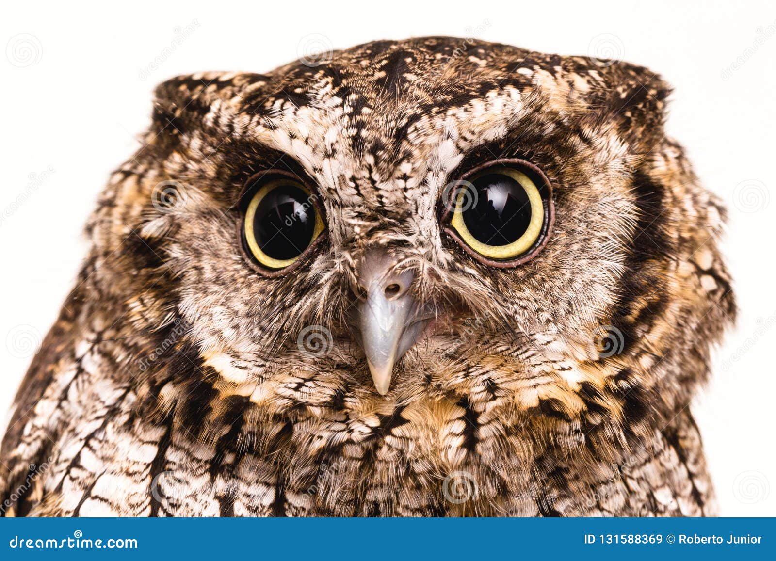 Foto Di Un Gufo In Macrofotografia Foto Di Alta Risoluzione Del Cucciolo Del Gufo Il Gufo Burocratico Inoltre Ha Chiamato Lo Ca Immagine Stock Immagine Di Testa Animale