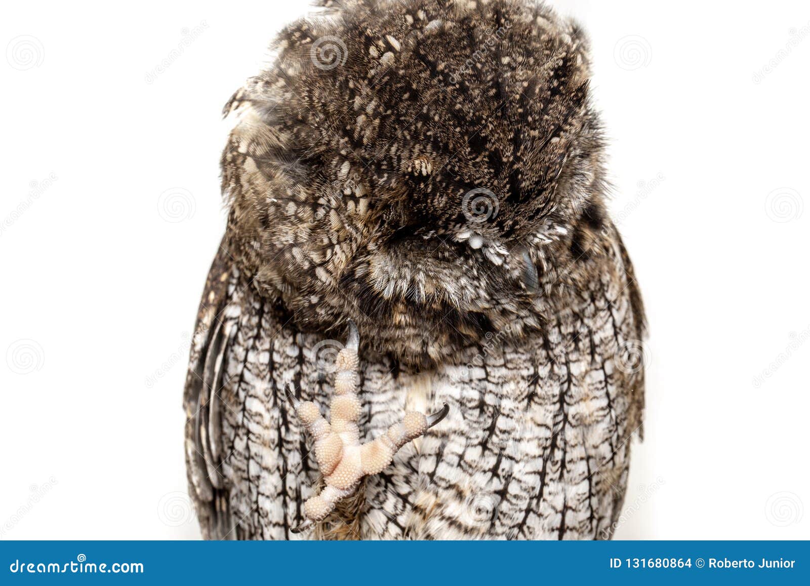 Foto Di Un Gufo In Macrofotografia Foto Di Alta Risoluzione Del Cucciolo Del Gufo Il Gufo Burocratico Inoltre Ha Chiamato Lo Ca Fotografia Stock Immagine Di Isolato Closeup