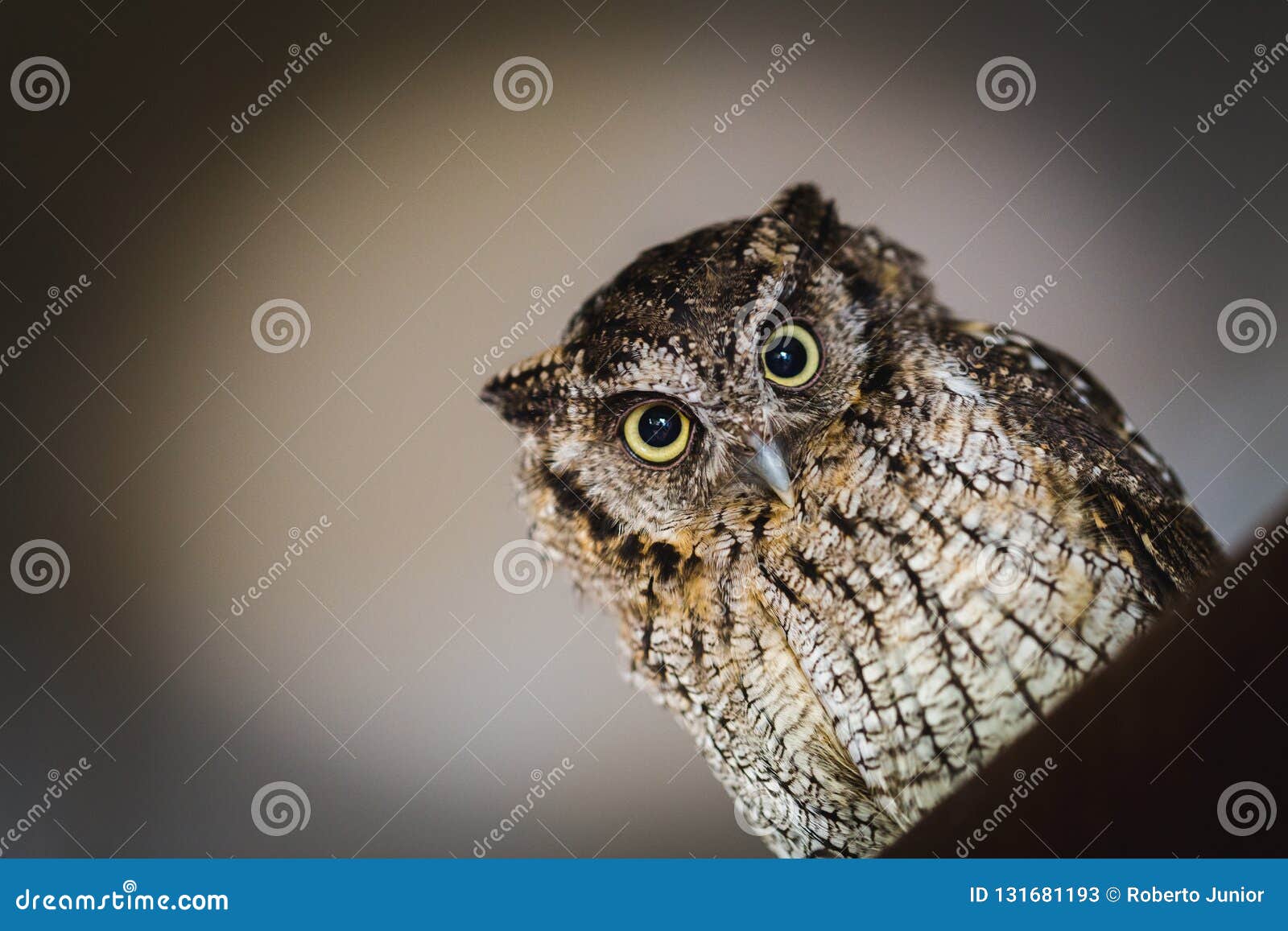 Foto Di Un Gufo In Macrofotografia Foto Di Alta Risoluzione Del Cucciolo Del Gufo Il Gufo Burocratico Inoltre Ha Chiamato Lo Ca Immagine Stock Immagine Di Animale Testa