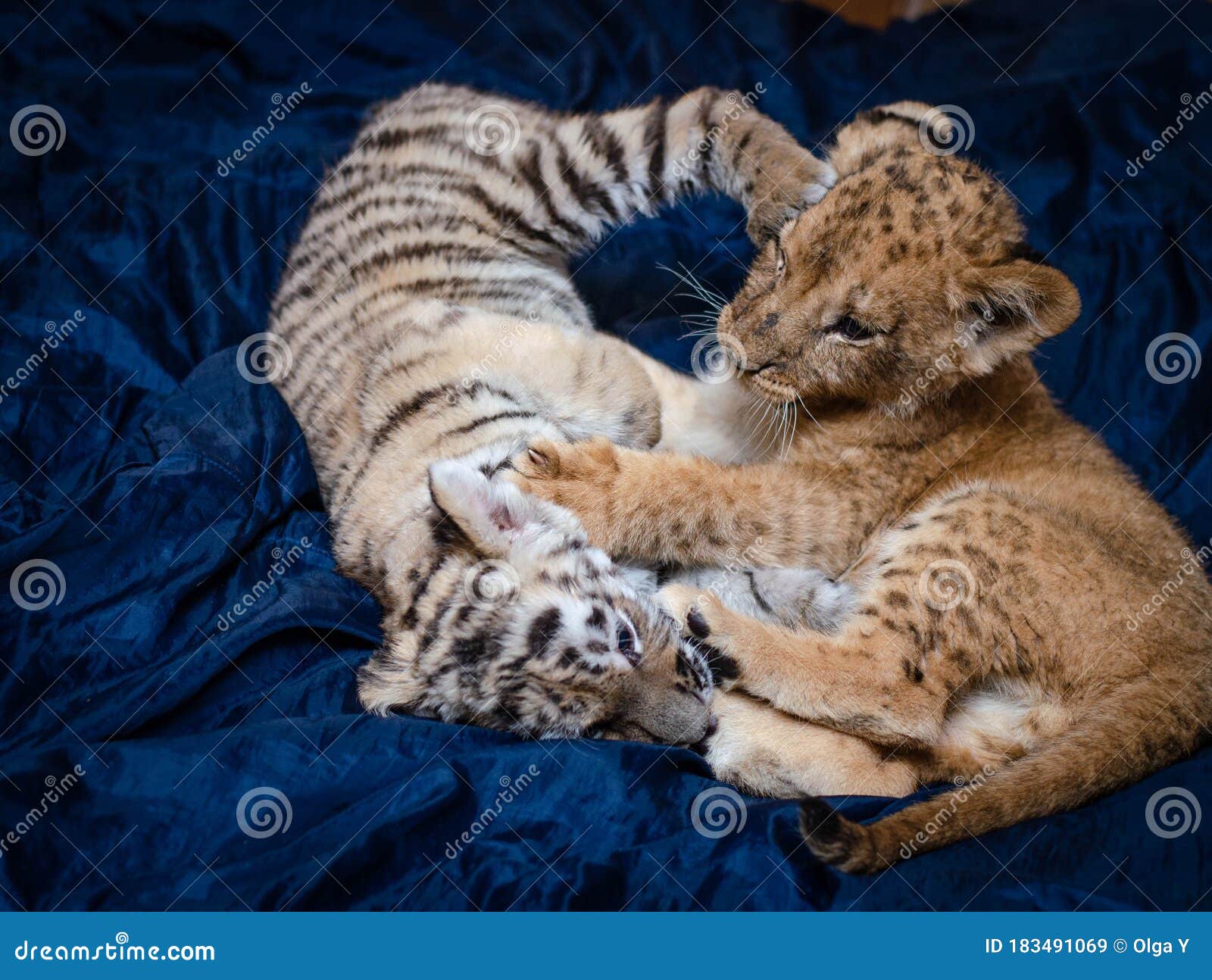 Quadro Leão e Tigre Tabuleiro de Xadrez