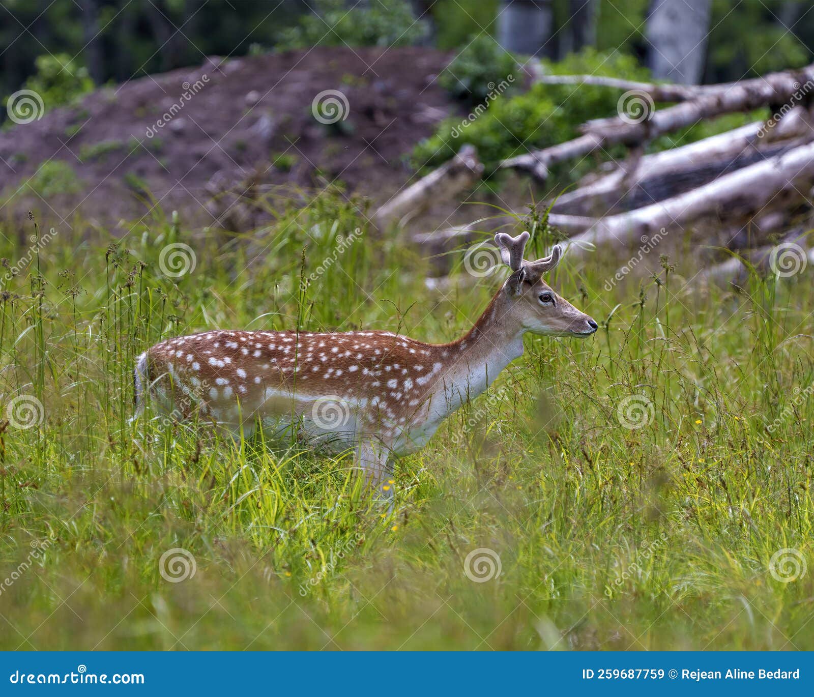 Cabeça de corça selvagem corça macho buck fundo natural