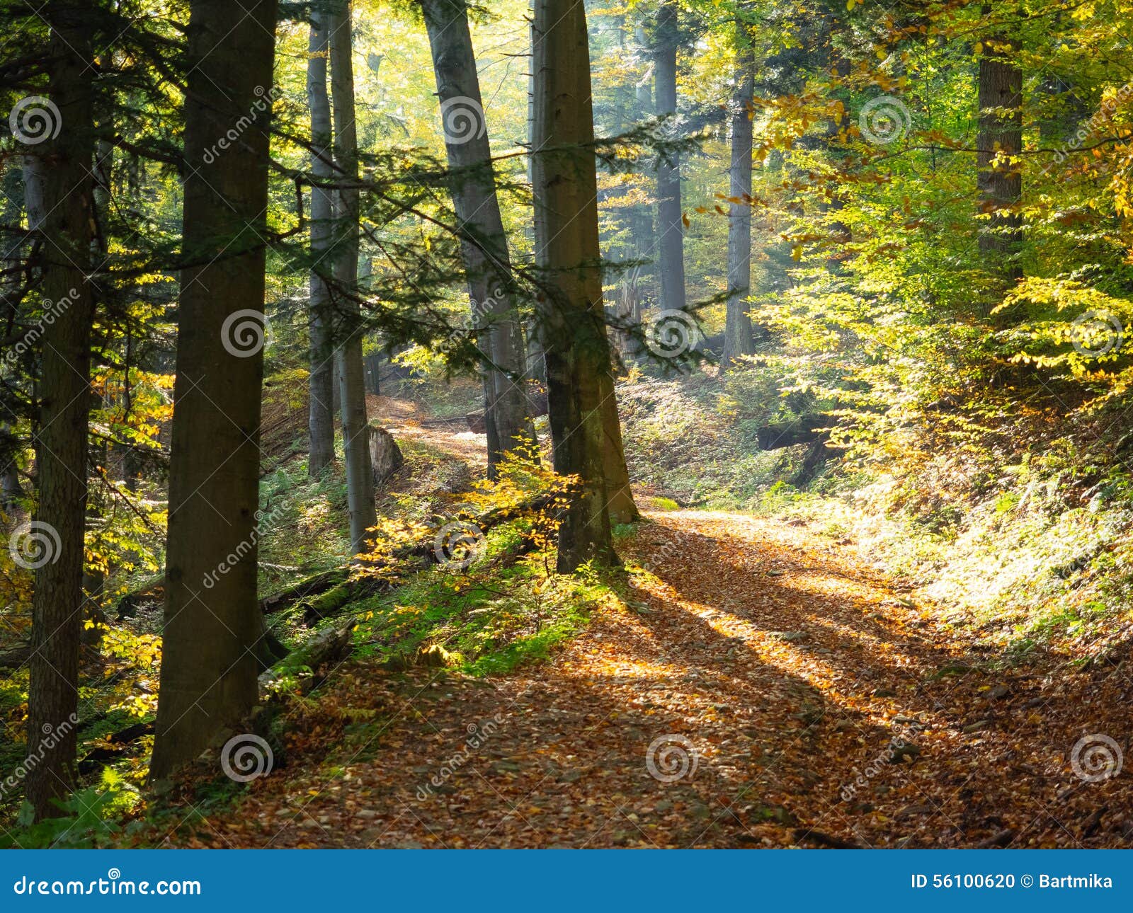 Foto hergestellt in Polen. Schöner Herbstwaldgebirgsweg bei Sonnenuntergang