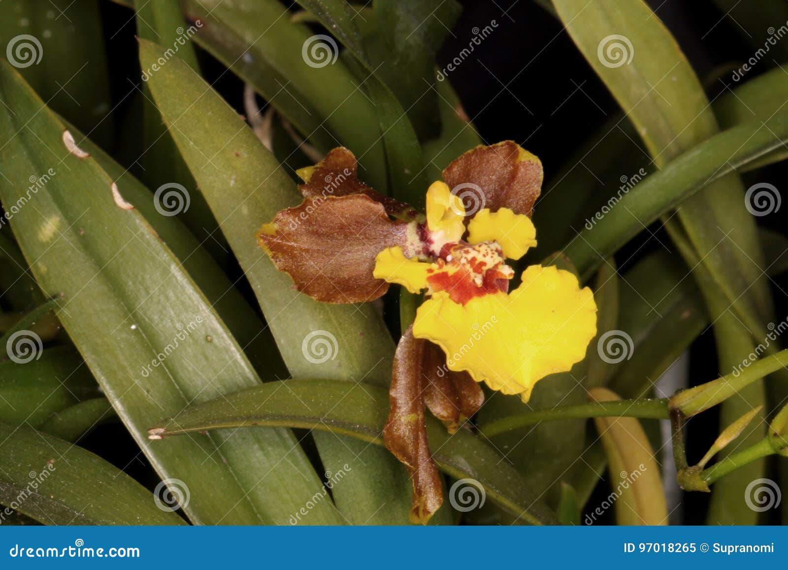 Foto Macro Da Orquídea Amarela E Marrom Imagem de Stock - Imagem de  detalhe, isolado: 97018265