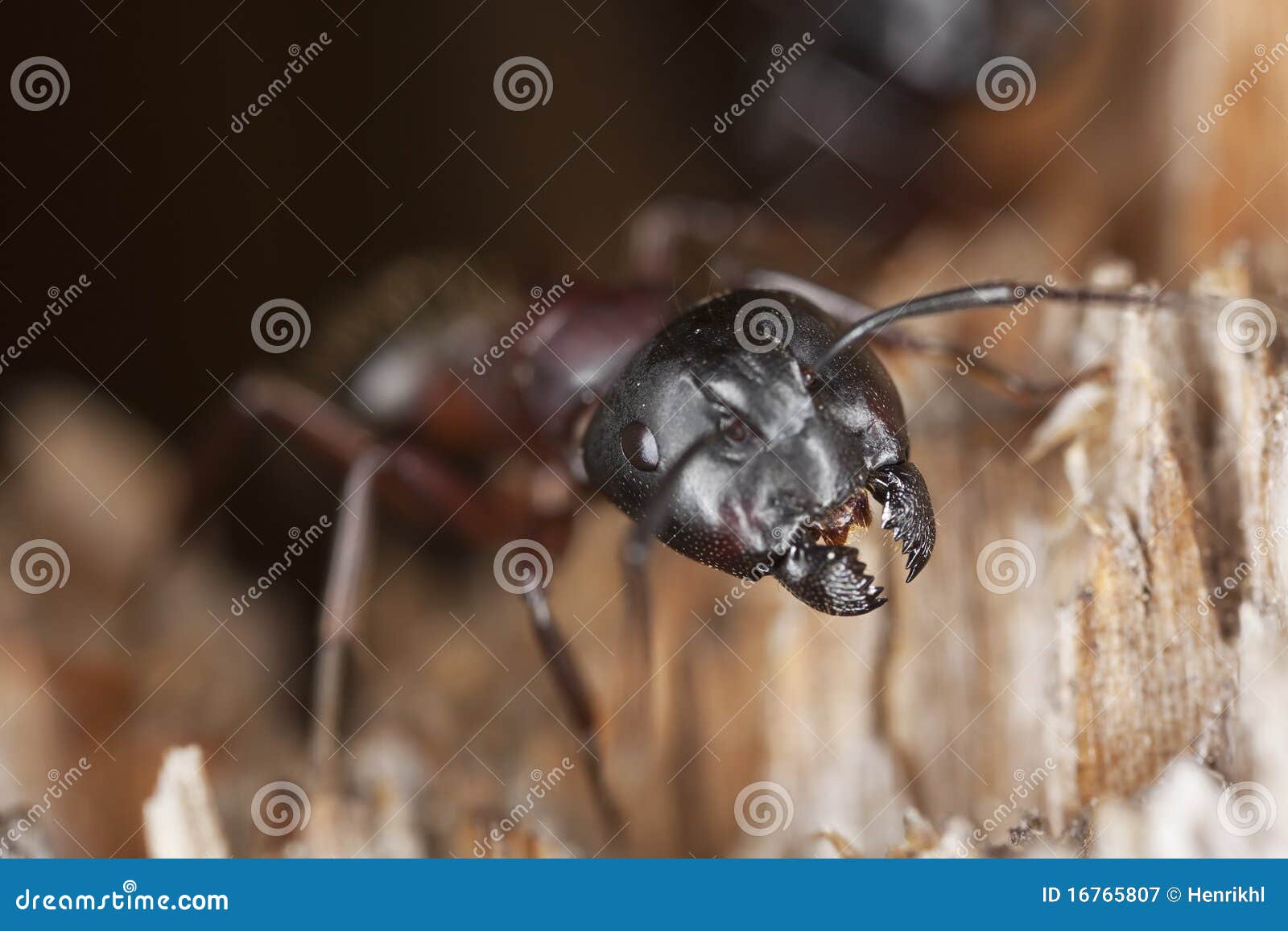 Carpinteiro formiga adulto página para colorir imagem realista contorno  linhas grossas