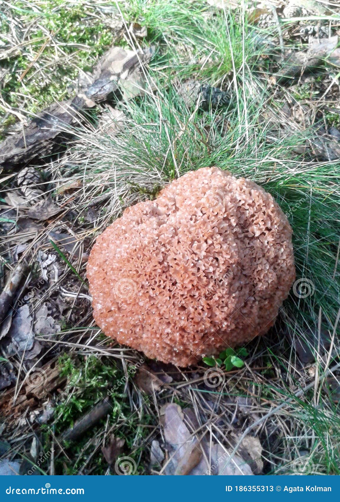 foto of mushroom looks like cauliflower in natural environment growing in forest