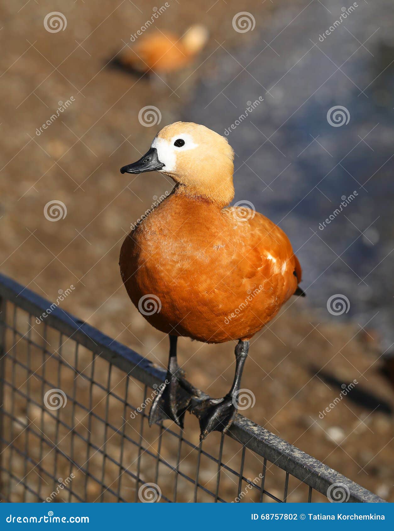 Foto-Orangenente stockfoto. Bild von kerze, ansicht, schön - 68757802