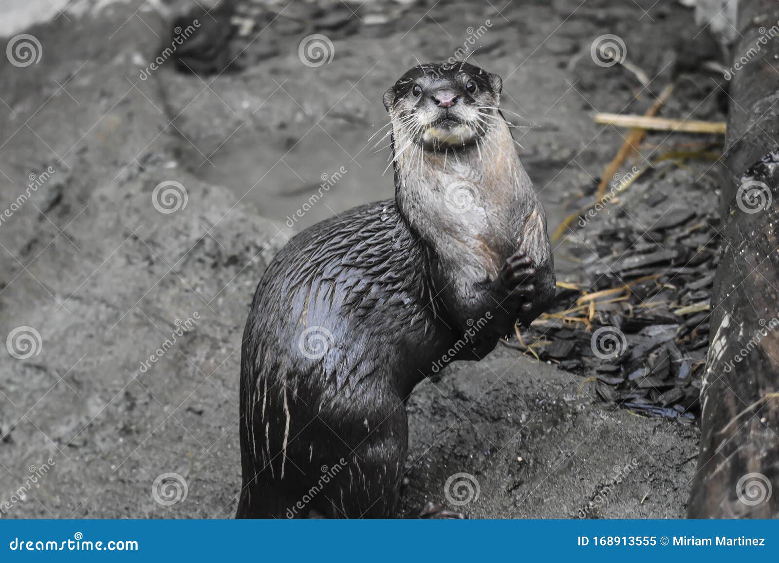 foto retrato de una nutria.