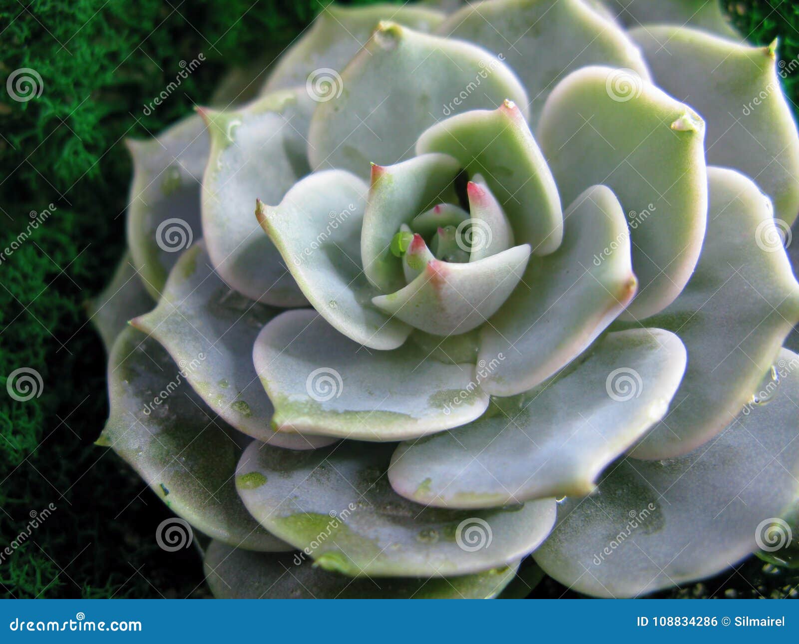 Foto Suculento Do Macro Da Planta Do Musgo Cor-de-rosa Da Pedra Da Flor Do  Cacto Do Echeveria Foto de Stock - Imagem de redondo, pedra: 108834286