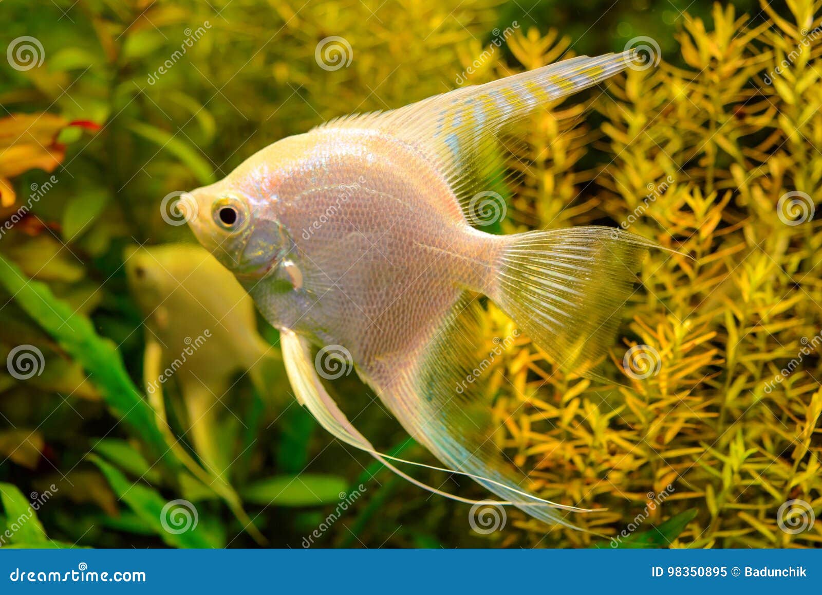 Productie zeker Anders Foto Van Aquarium Witte Vissen Op Groene Natuurlijke Achtergrond Stock  Afbeelding - Image of aquatisch, huisdier: 98350895