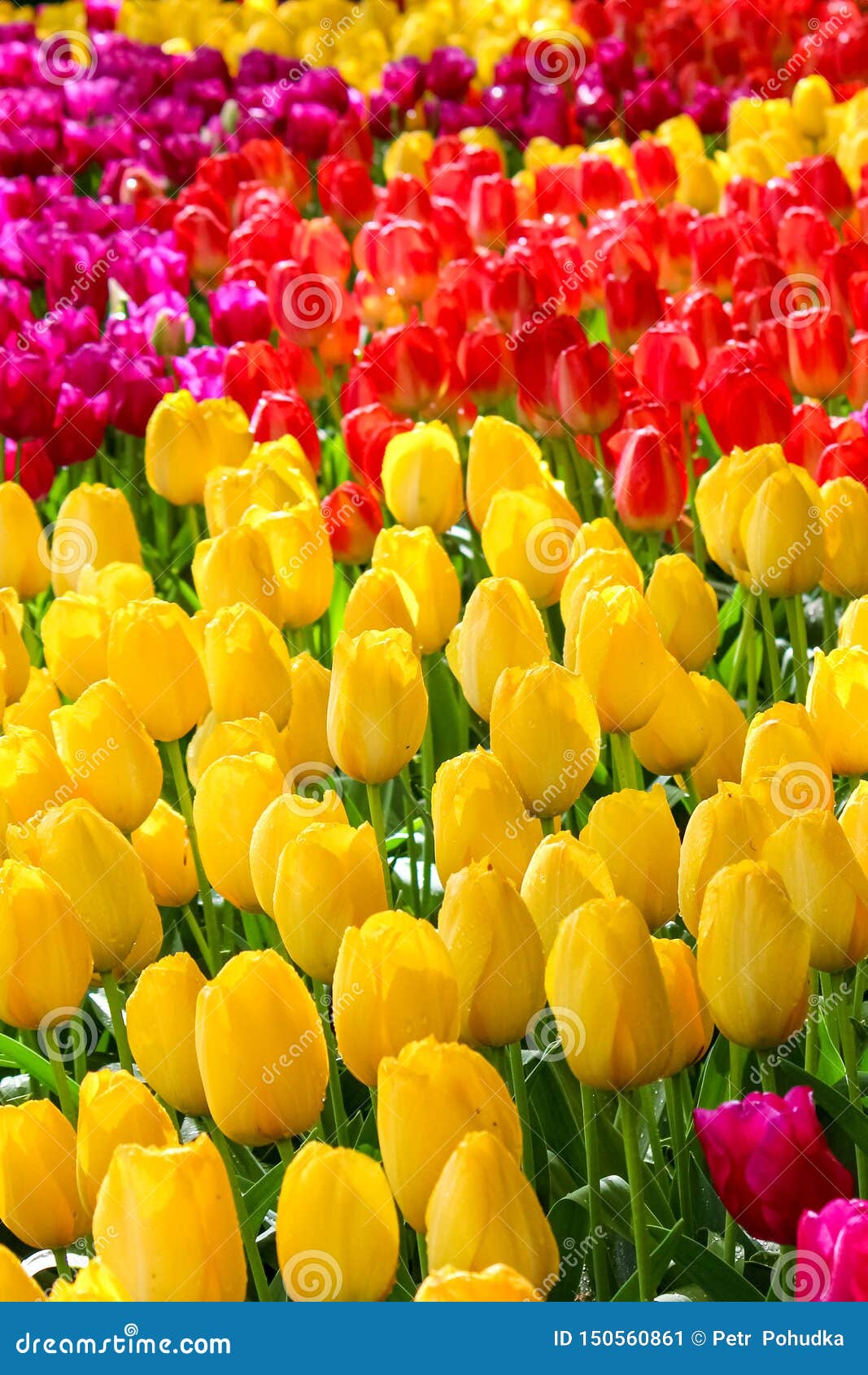 Foto Vertical De Flores Coloridas Da Tulipa As Tulipas São Amarelas,  Vermelhas E Roxas Natureza Bonita Parque De Florescência, Co Imagem de  Stock - Imagem de planta, seja: 150560861